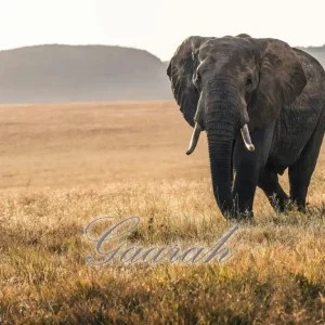 EyeRonik – Gaarah